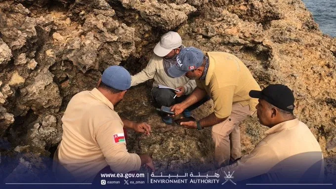 Черный сокол в полете над островами Дайманият.