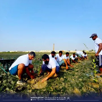 Саженцы мангровых деревьев, высаженные в Омане.